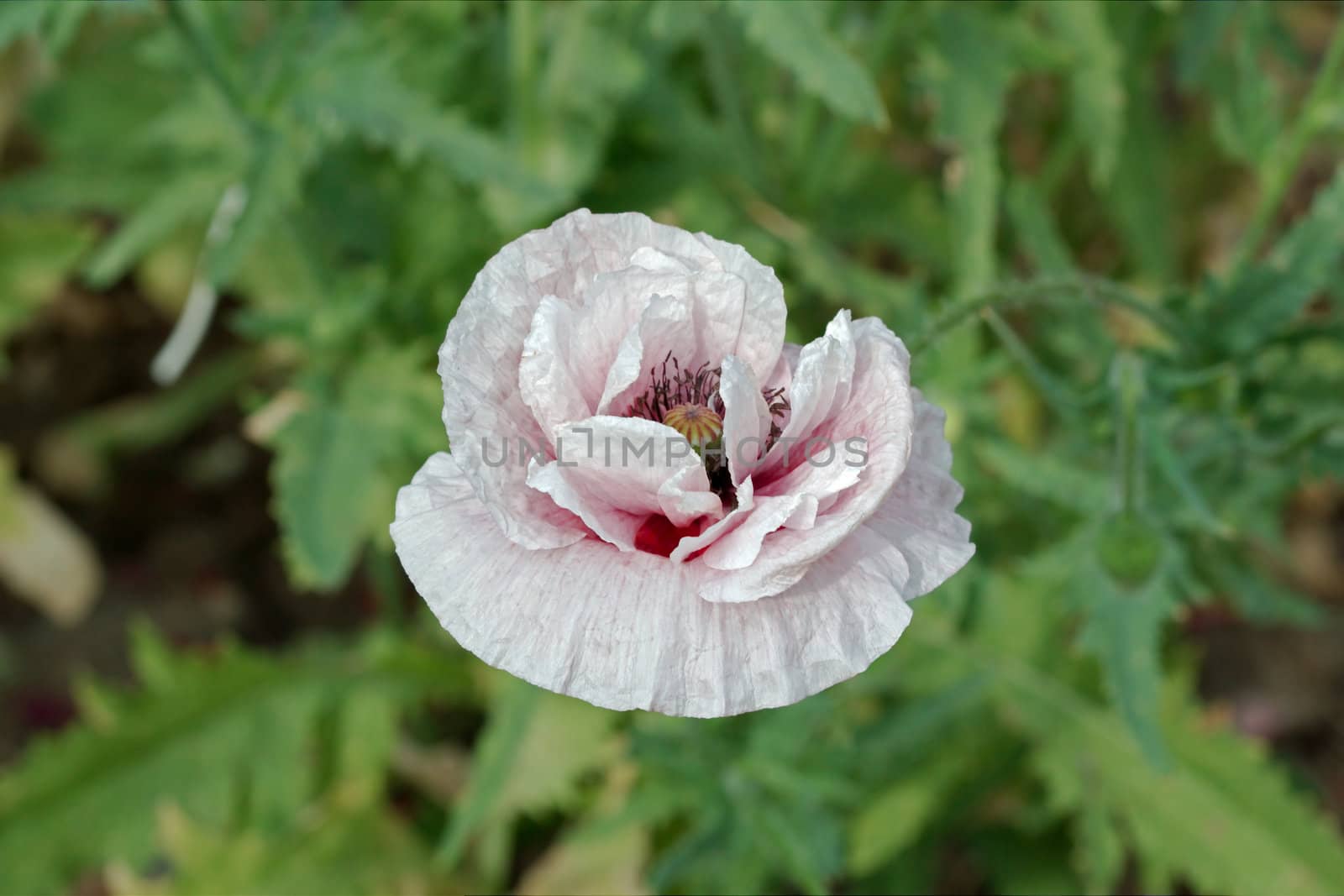 Common poppy, Latin Papaver Rhoeas
