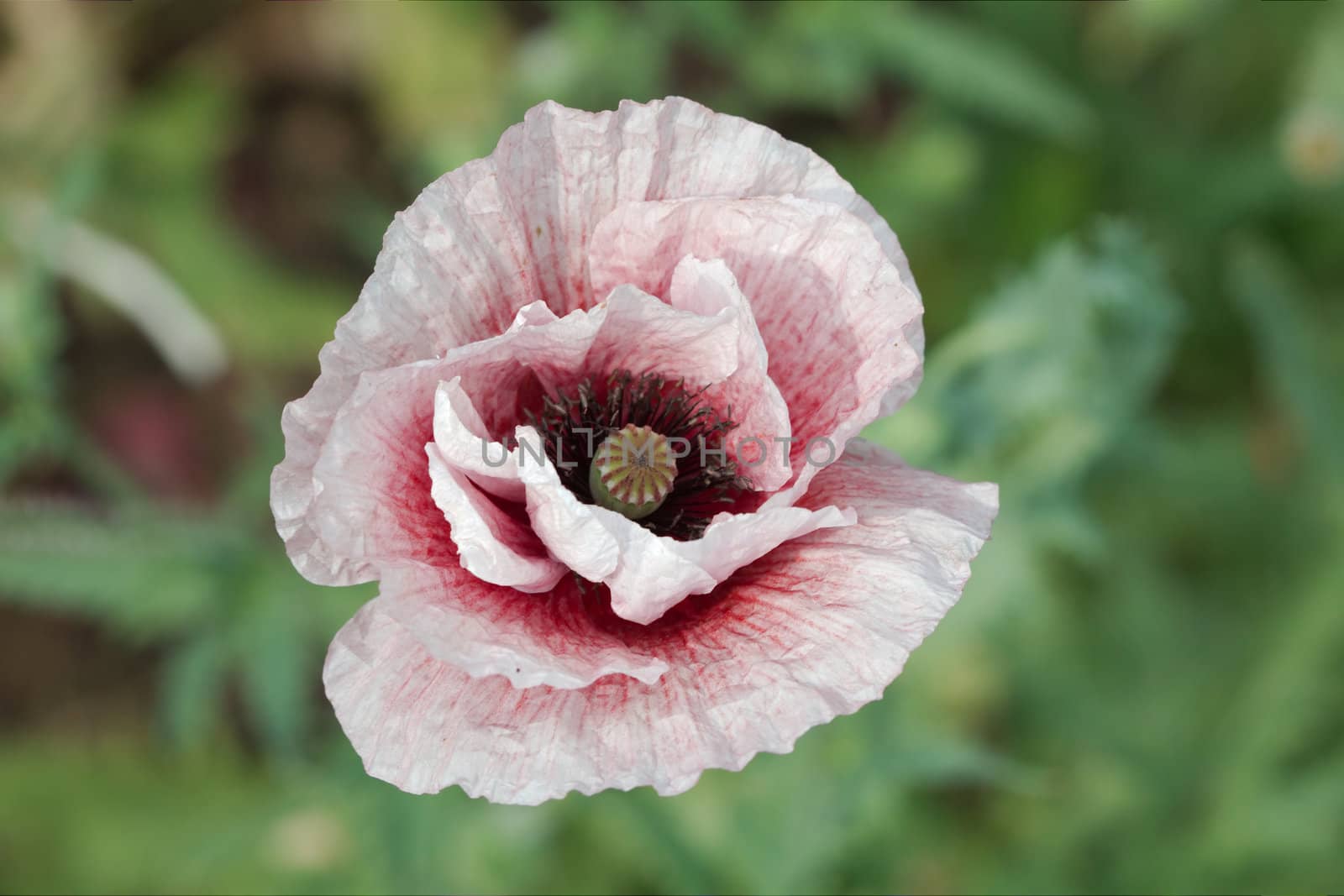 Common poppy, Latin Papaver Rhoeas