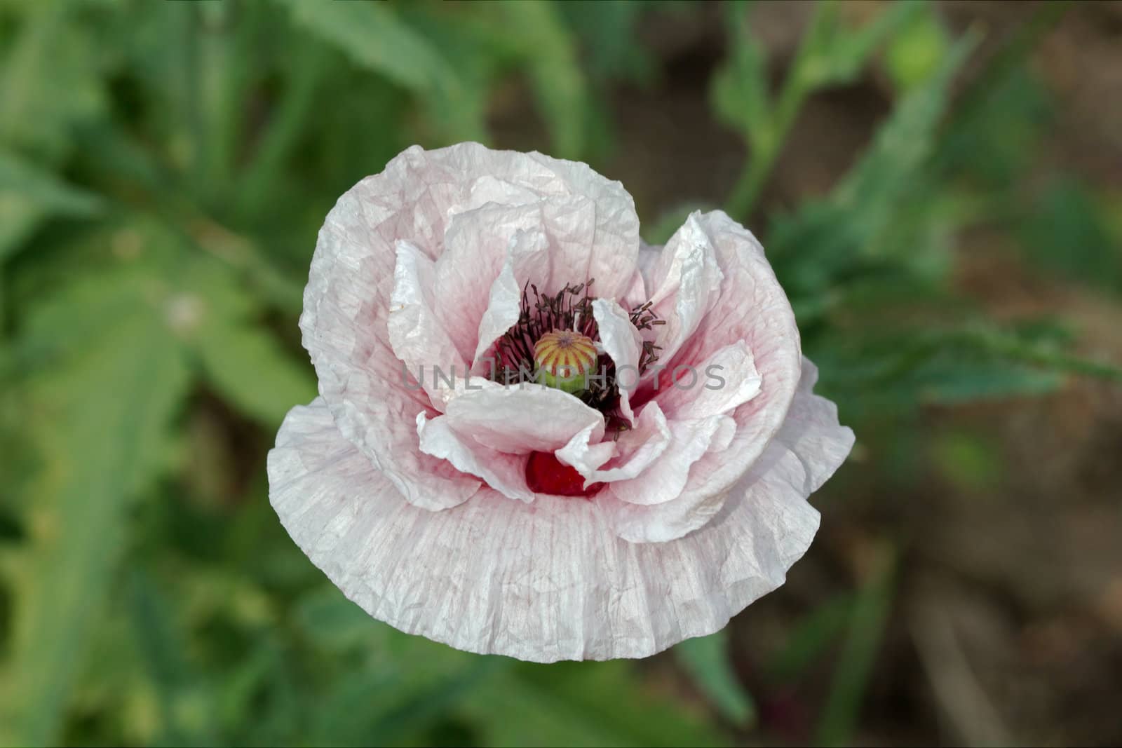 Common poppy, Latin Papaver Rhoeas
