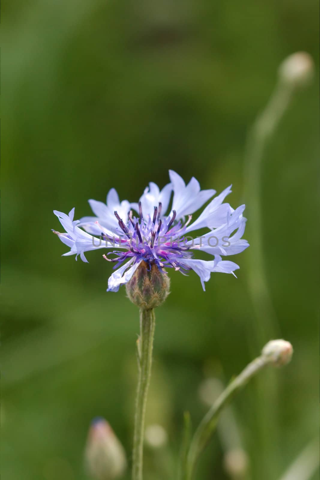 Cornflower in the meadow, Latin Centaurea