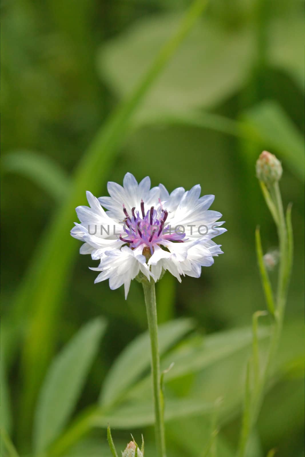 Cornflower in the meadow, Latin Centaurea