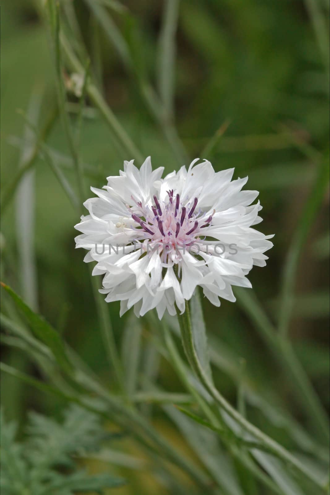 Cornflower in the meadow, Latin Centaurea