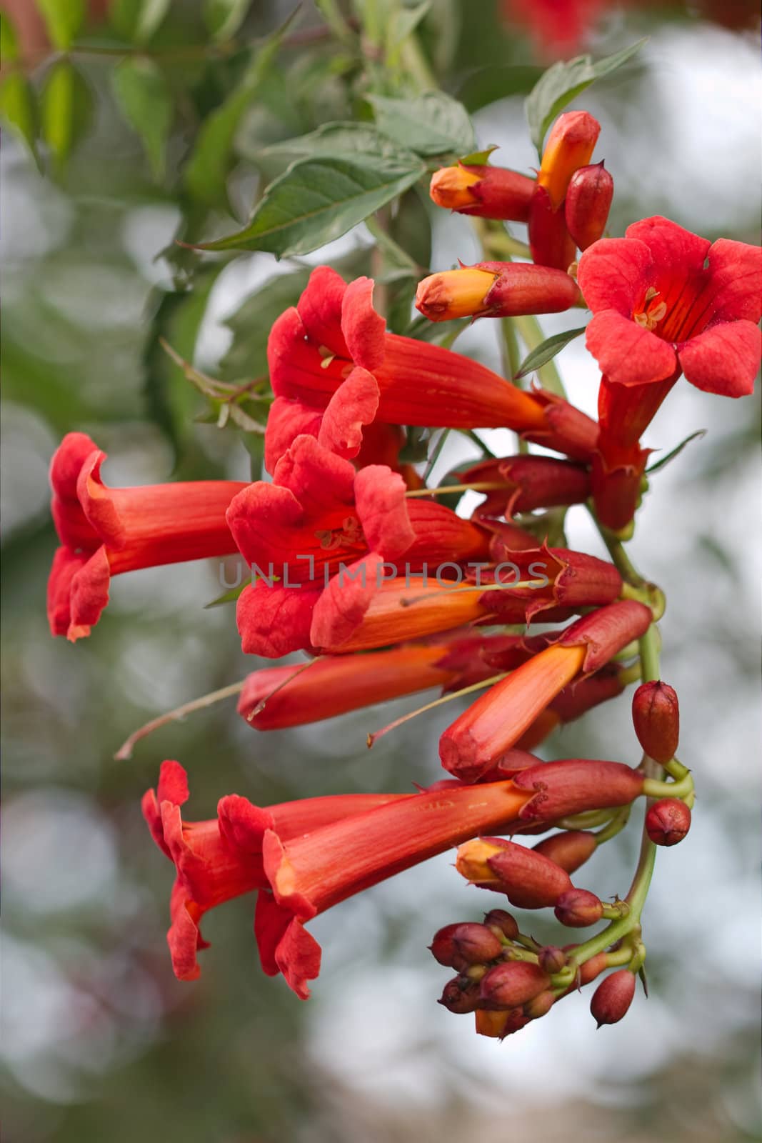 Campsis, Latin Campsis
