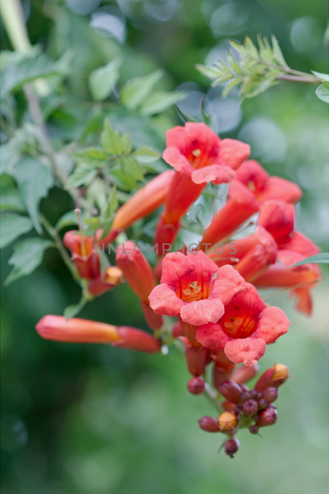 Campsis, Latin Campsis