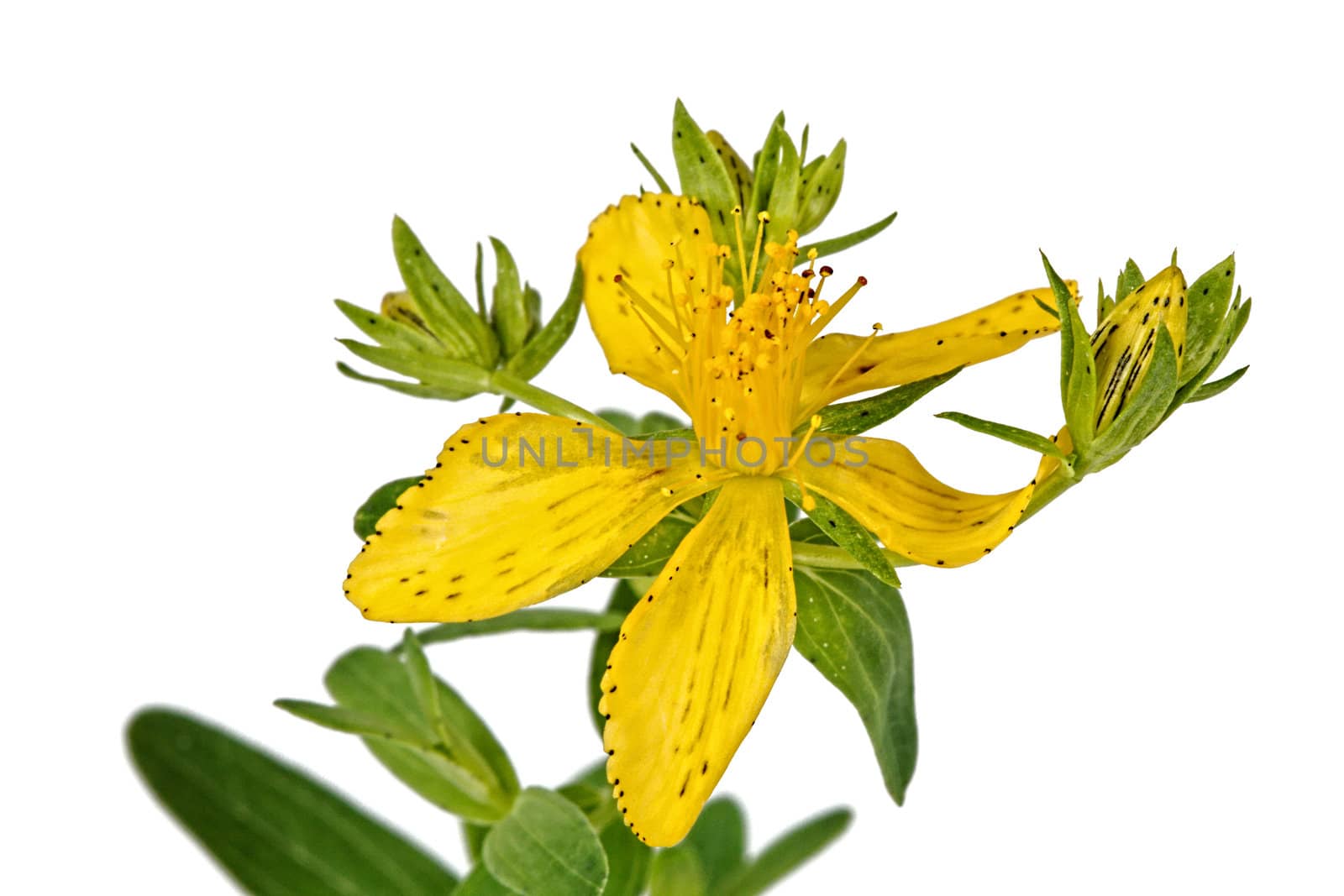 Flower of Hypericum (Latin Hypericum), isolated on a white background