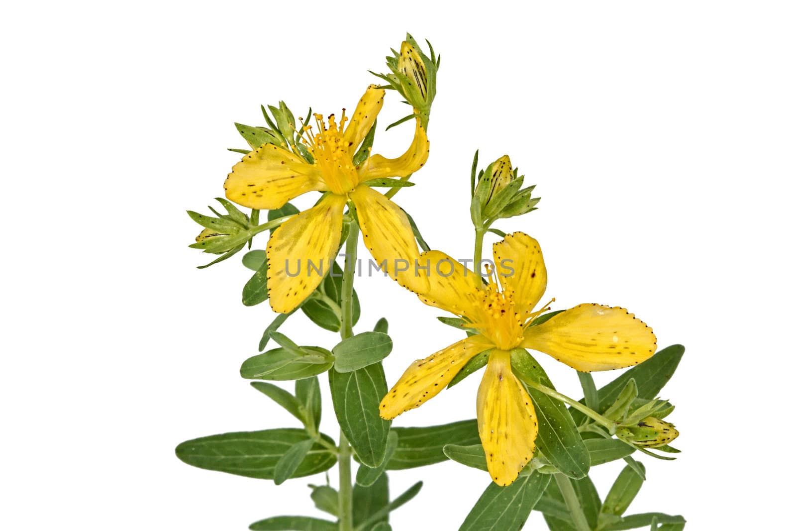 Flowers of Hypericum (Latin Hypericum), isolated on a white background 