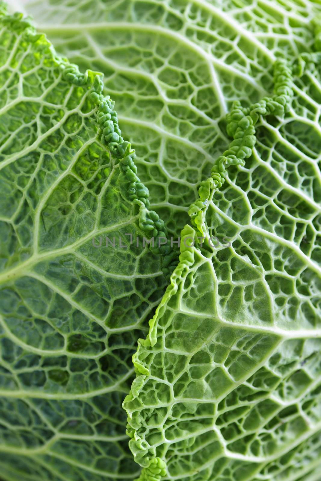 Closeup of green cabbage leaves by elenathewise