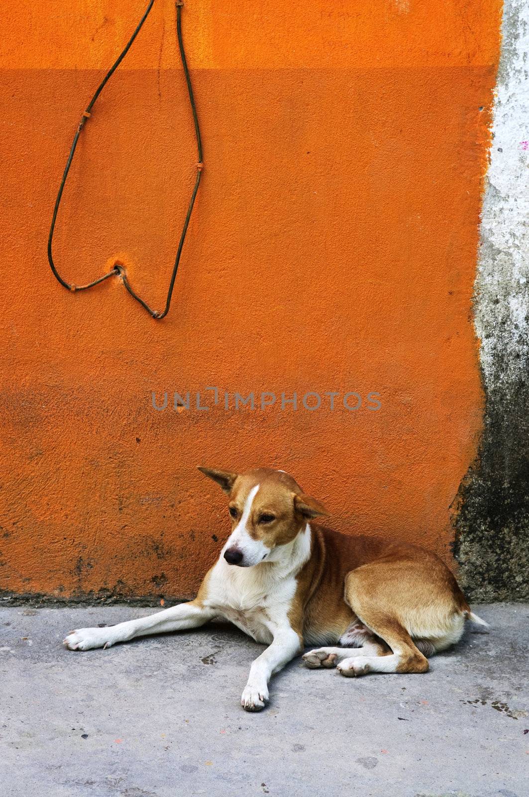 Dog near colorful wall in Mexican village by elenathewise