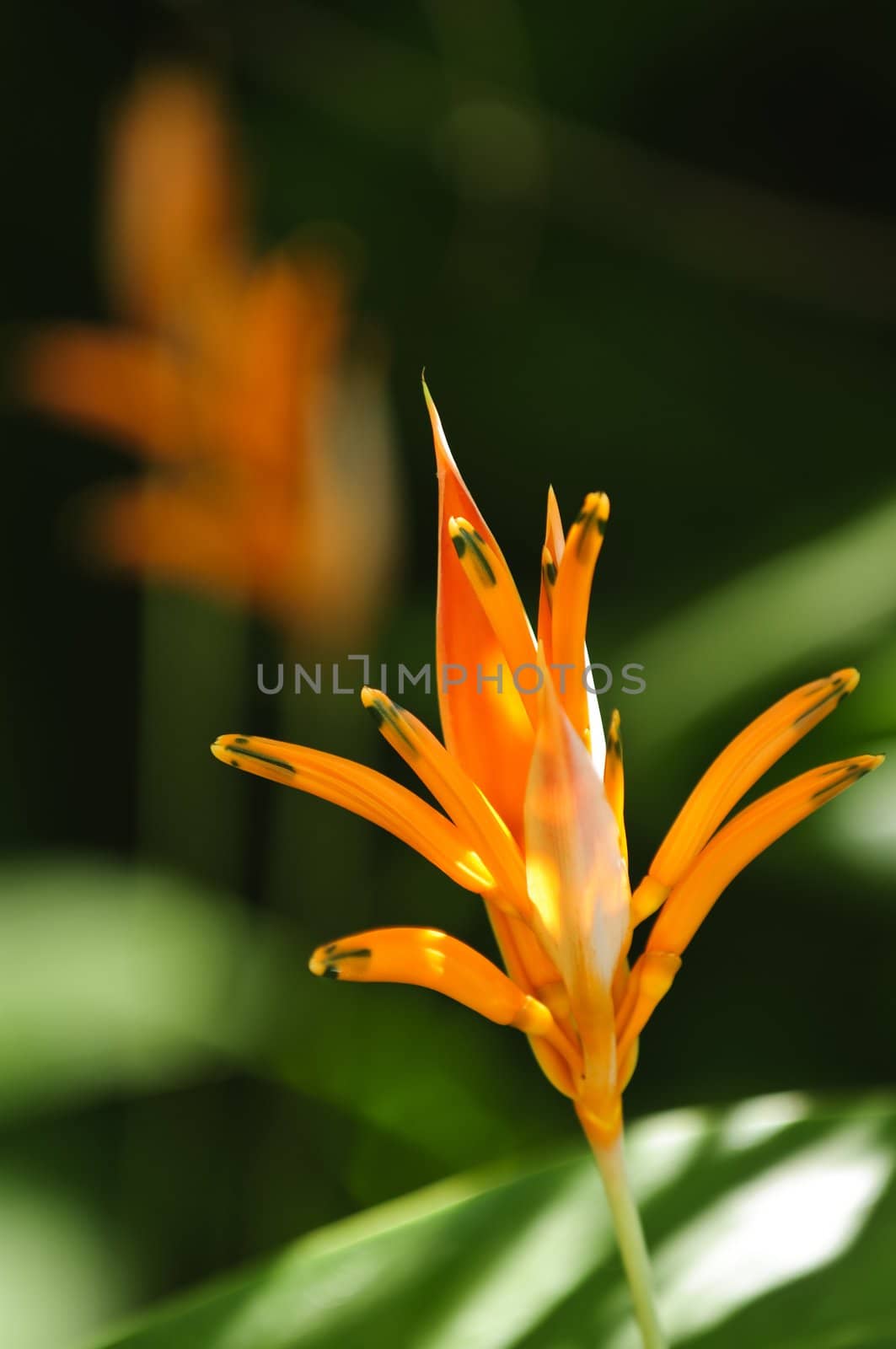 Tropical Orange Parrot Heliconia flower closeup in Mexico