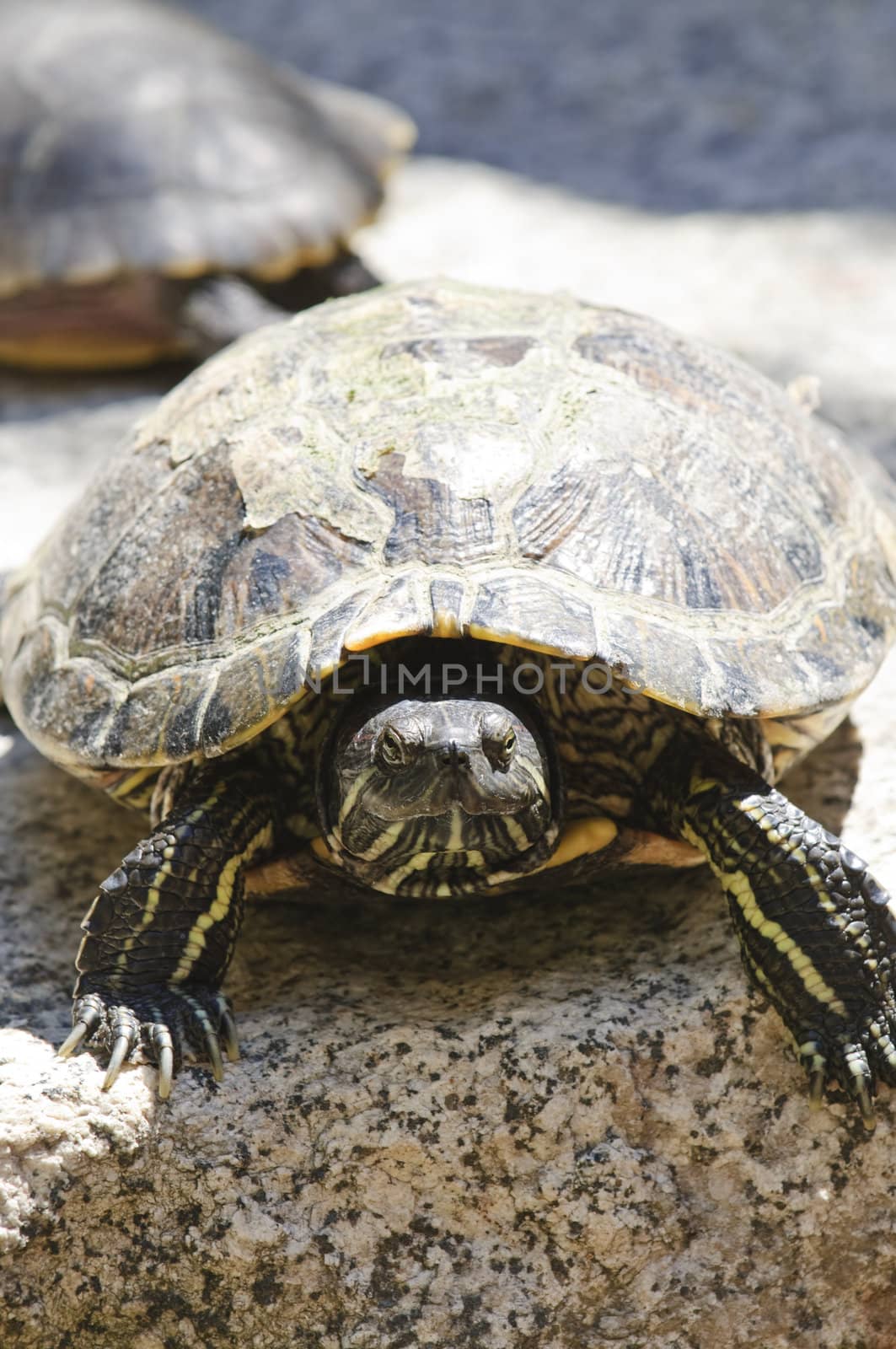 Close up of red eared slider turtle sitting on rock