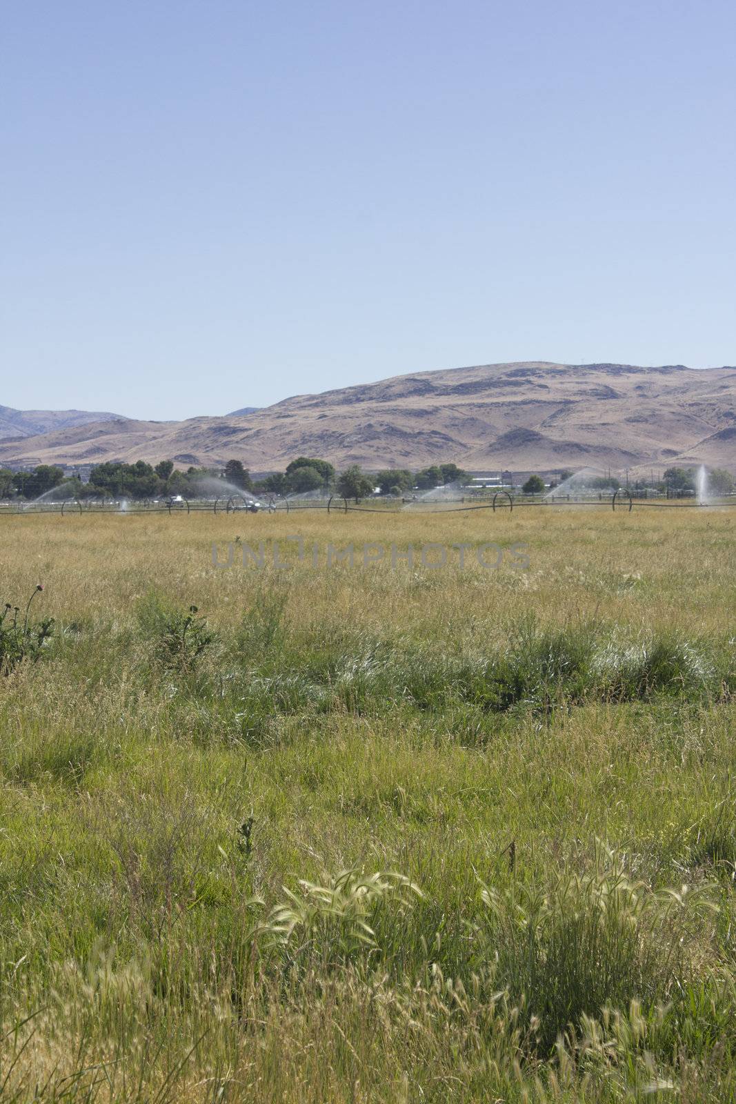 Large area of land crops being watered in front of mountains.