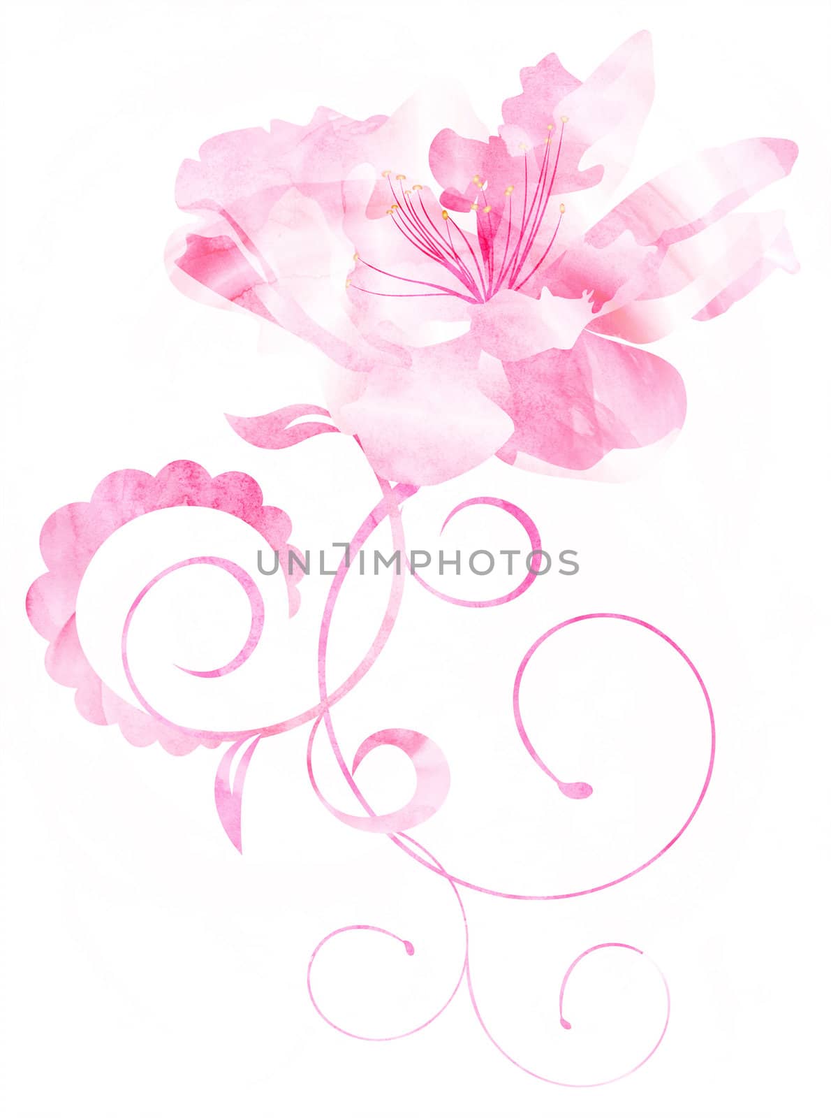 pink watercolor flower curves illustration isolated on white