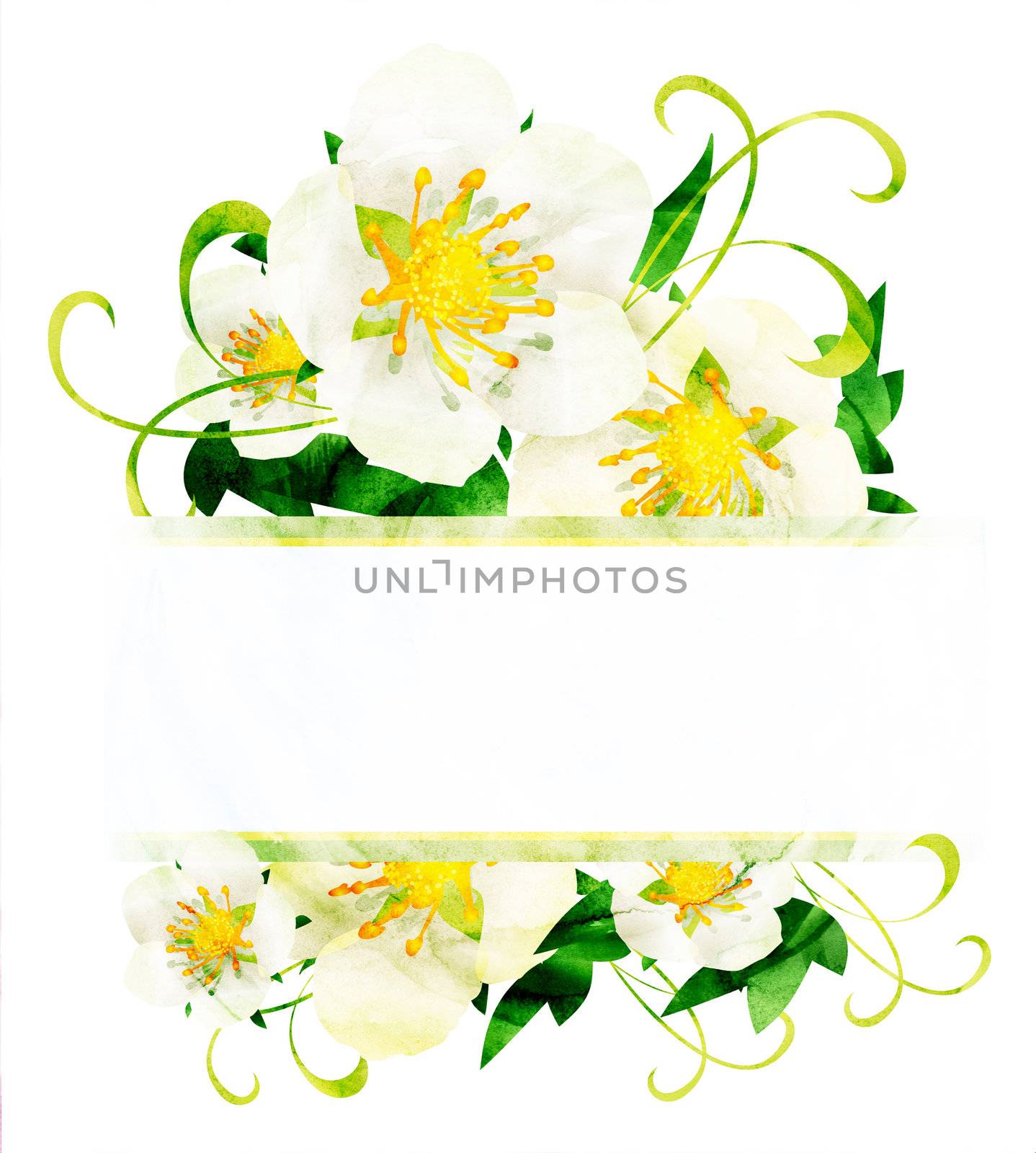 watercolor white wild roses flowers border isoleted on white