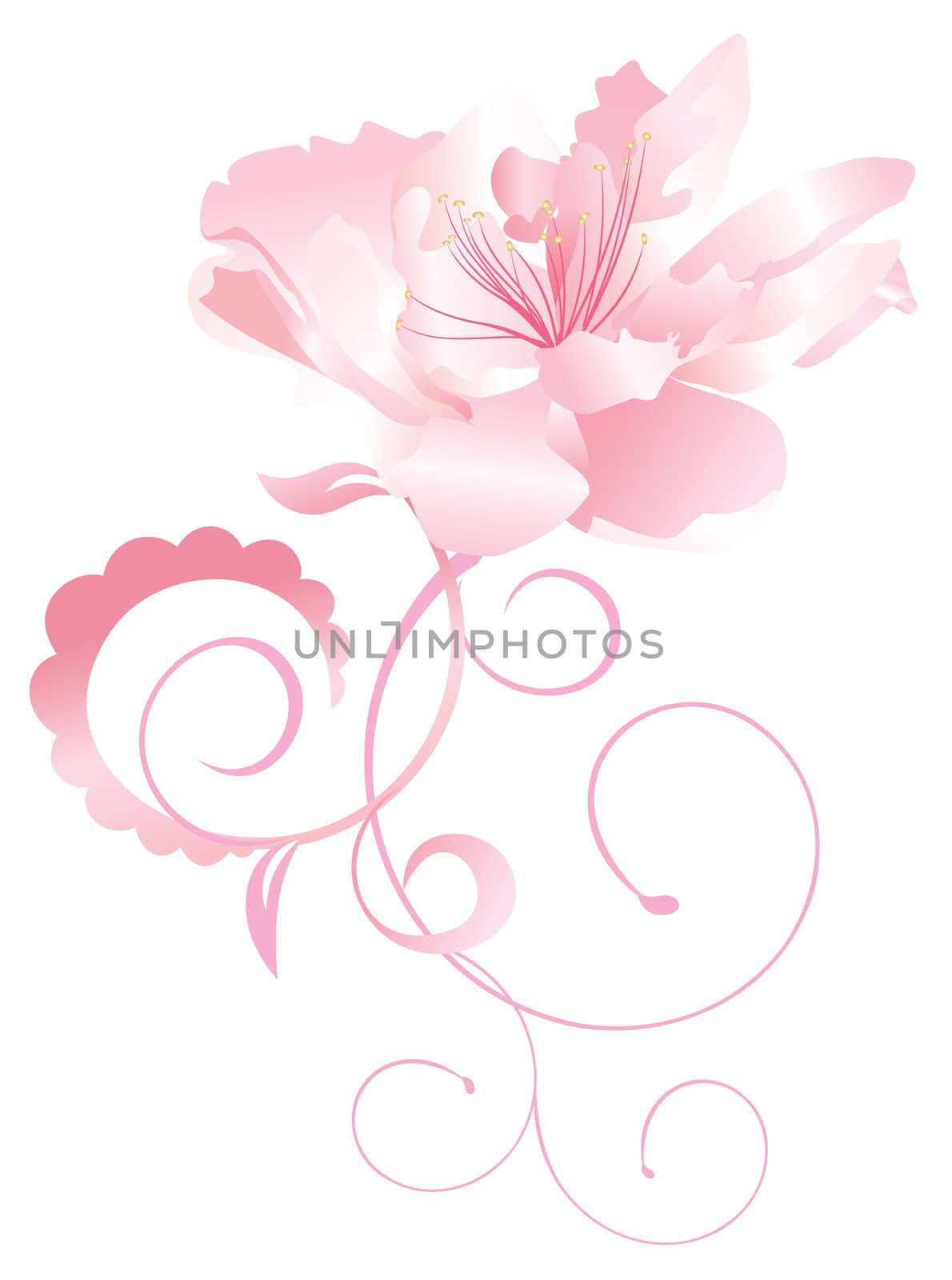 exotic flower nature vector pink curves isolated on white