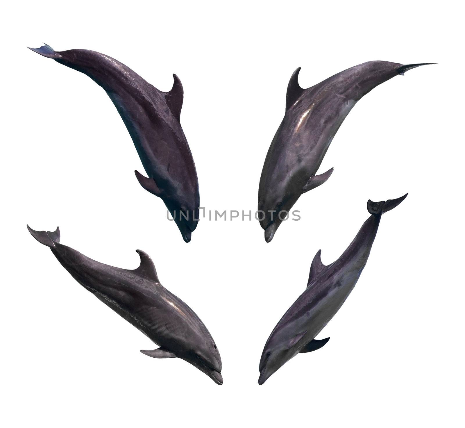 Dolphin collection isolated on white background