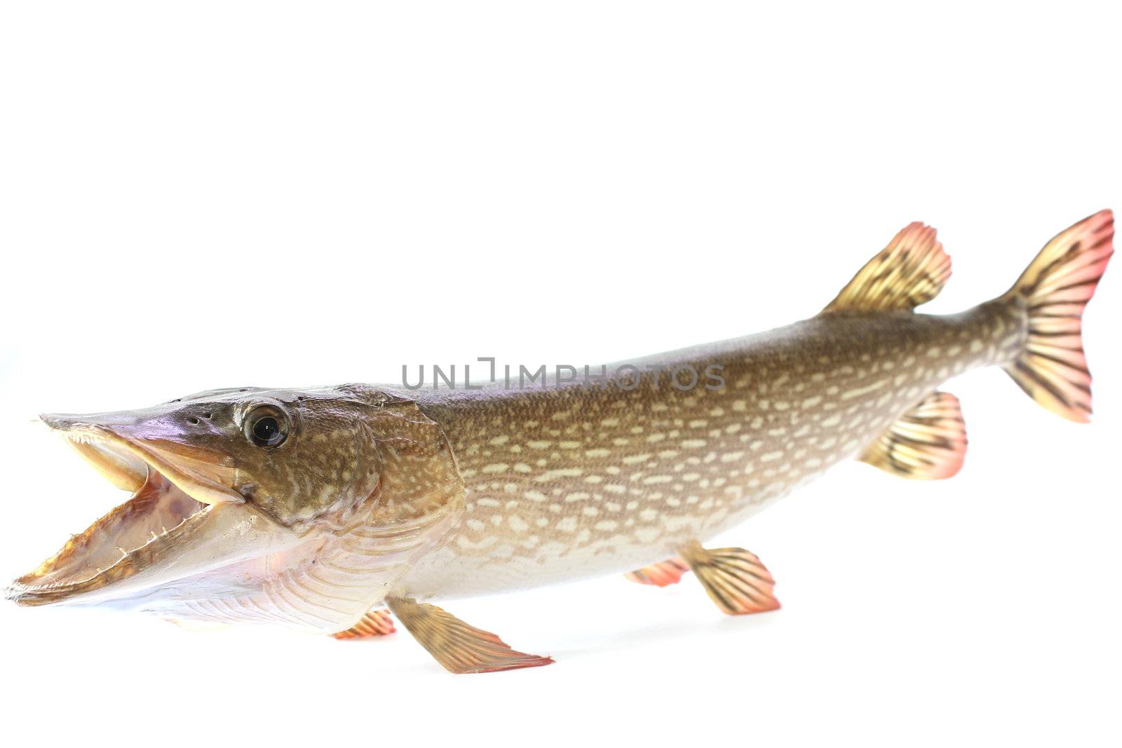 Mounted Northern Pike by abhbah05