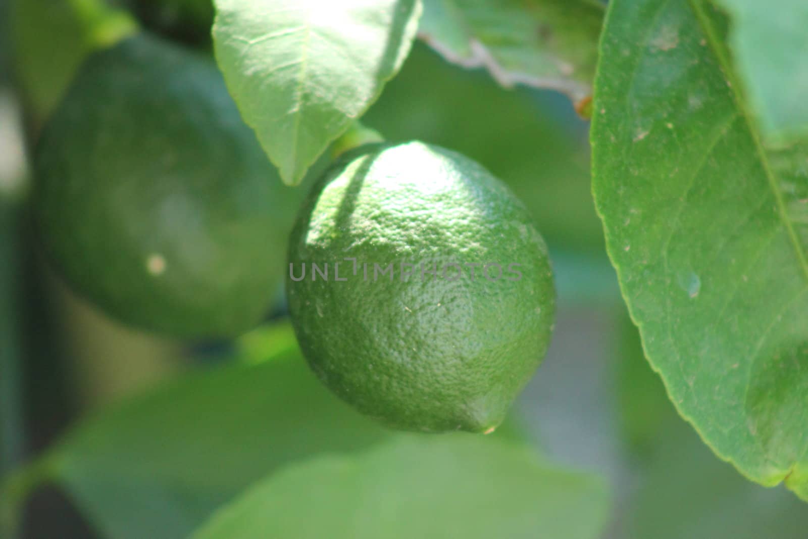 Growing Lemons by abhbah05