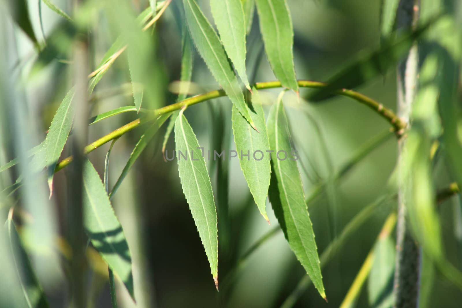 Willow Tree Branch by abhbah05