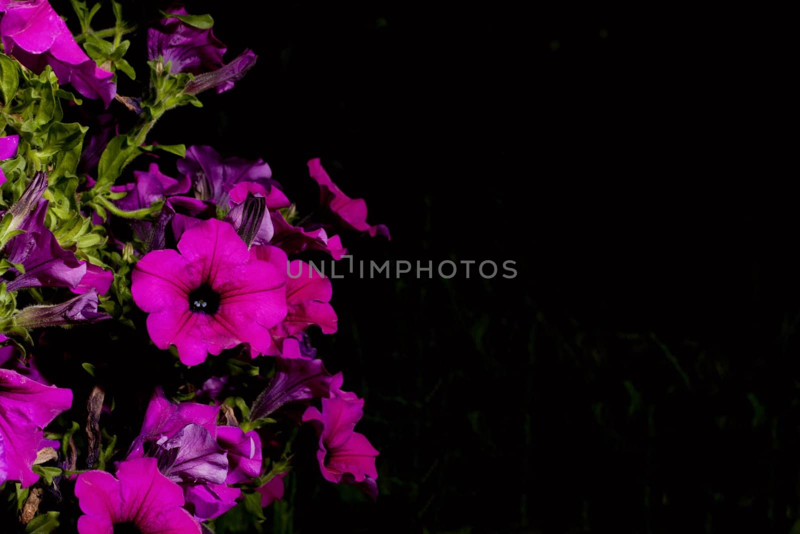 bright flowers petunia against a black background