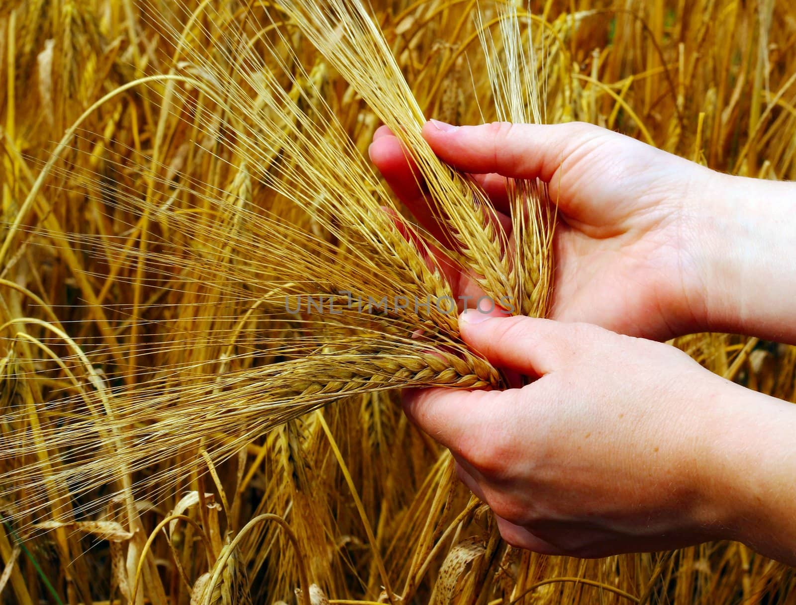 Hands and barley, money and food.