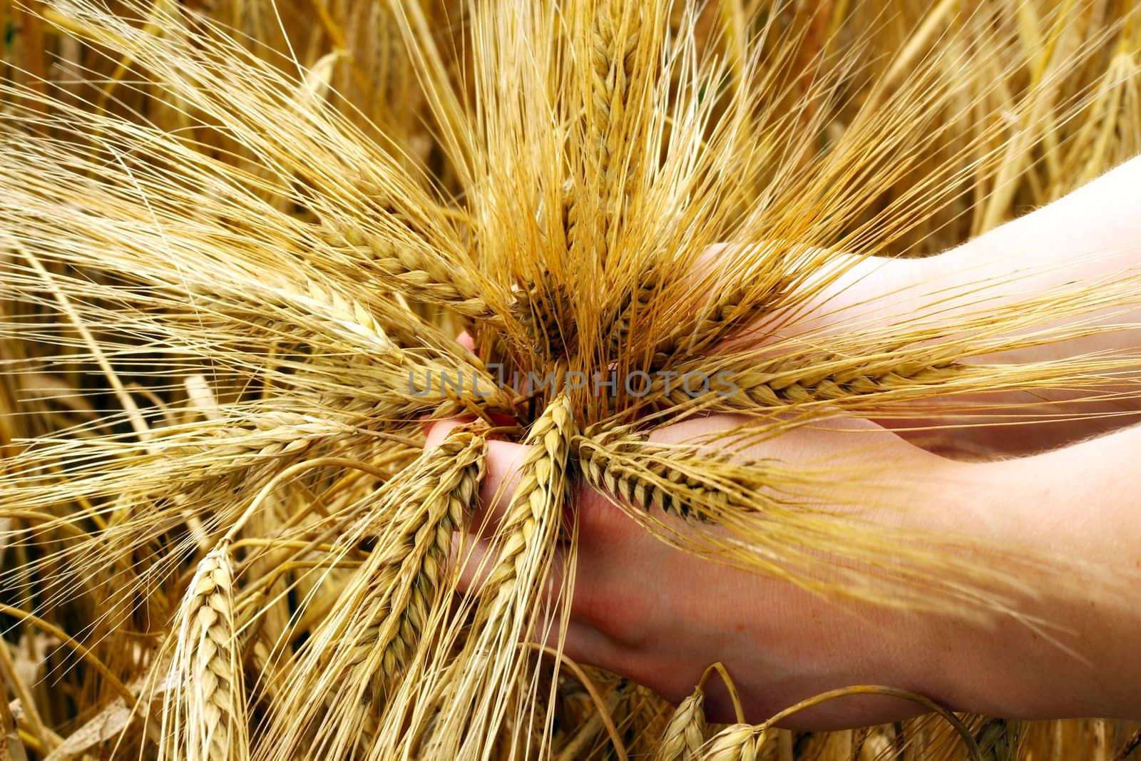 Hands and barley, money and food.