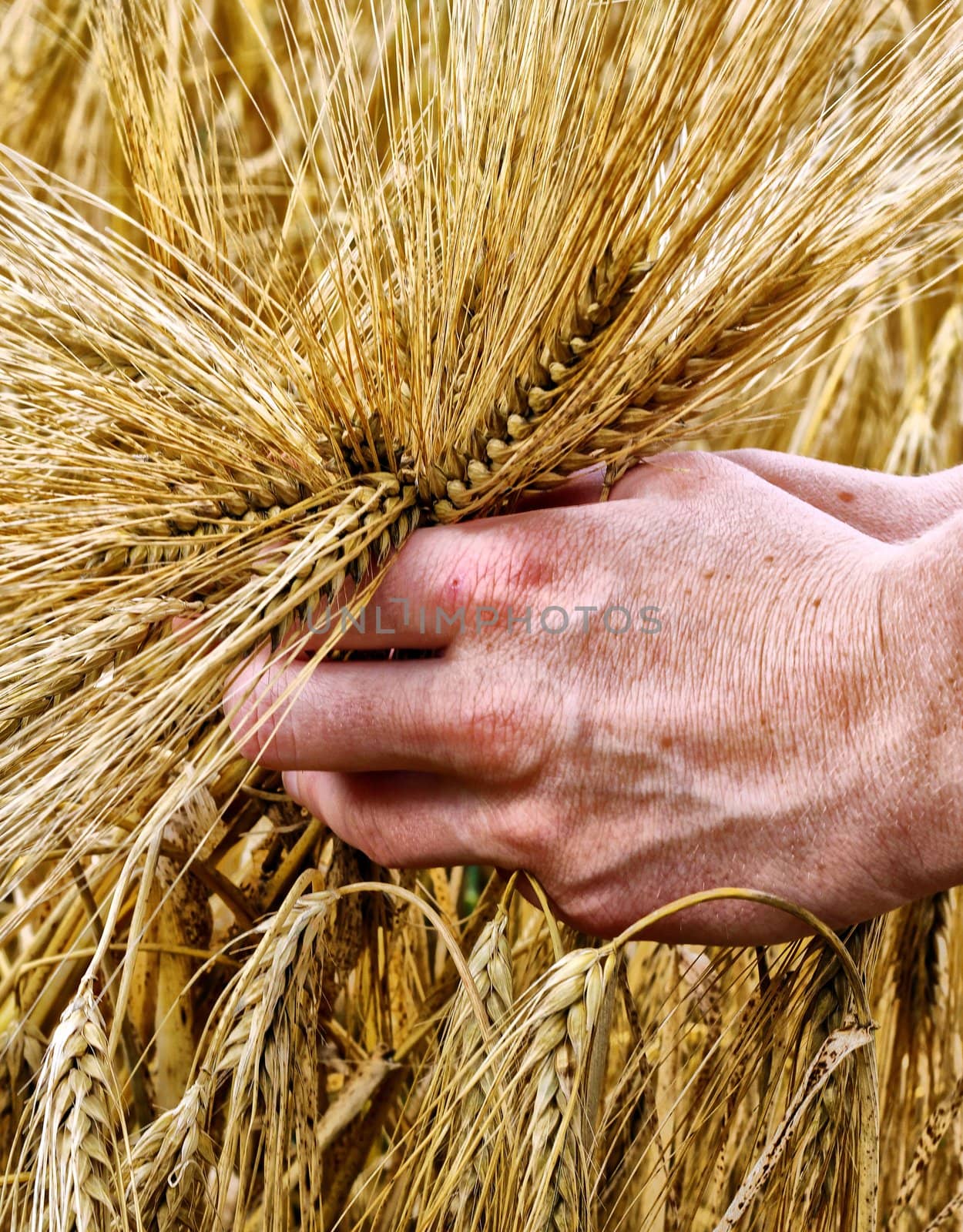 Hands and barley, money and food.