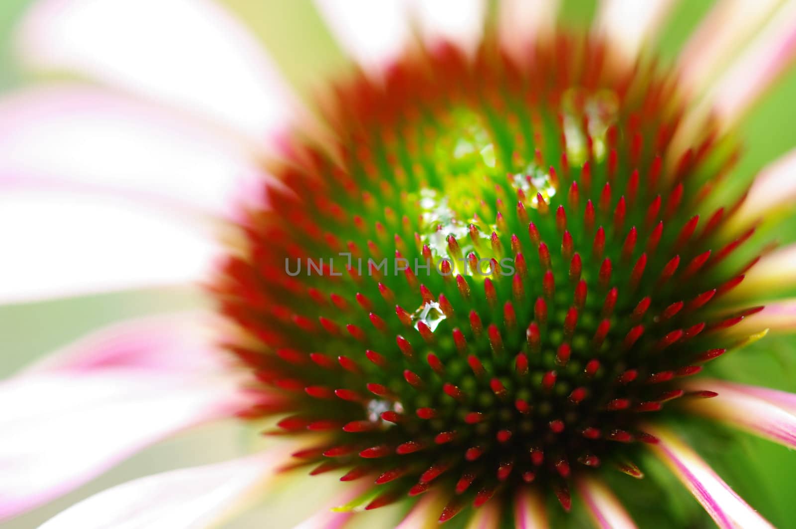 Rain drop in flower, Macro shot