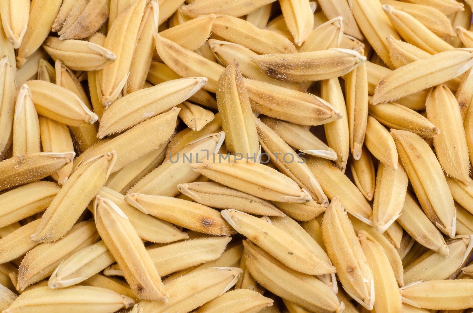 close up of Thai rice seed by Falara