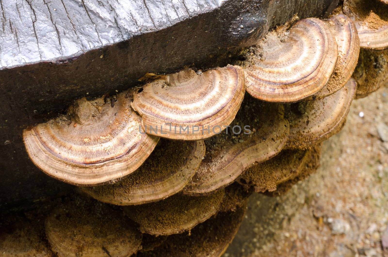 mushroom grow on dead wood by Falara