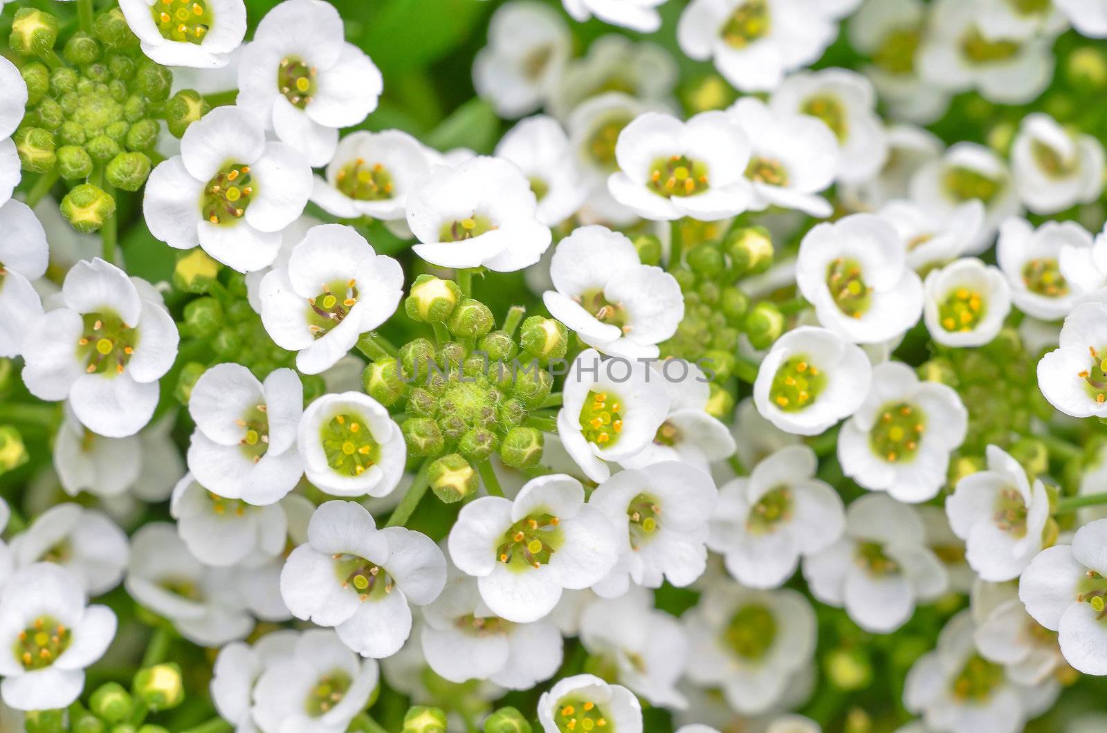 close up of small white alyssum