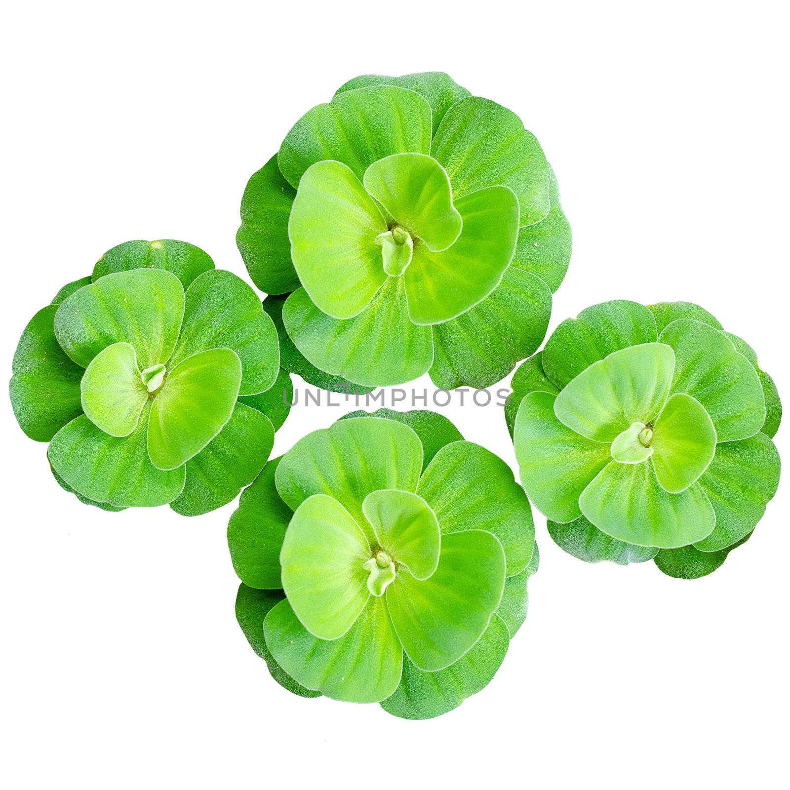 water lettuce isolated white background by Falara