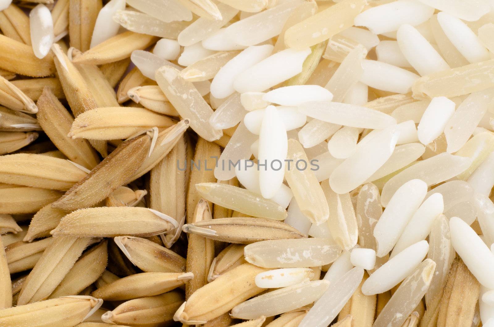 close up of Thai rice seed and mix grain by Falara