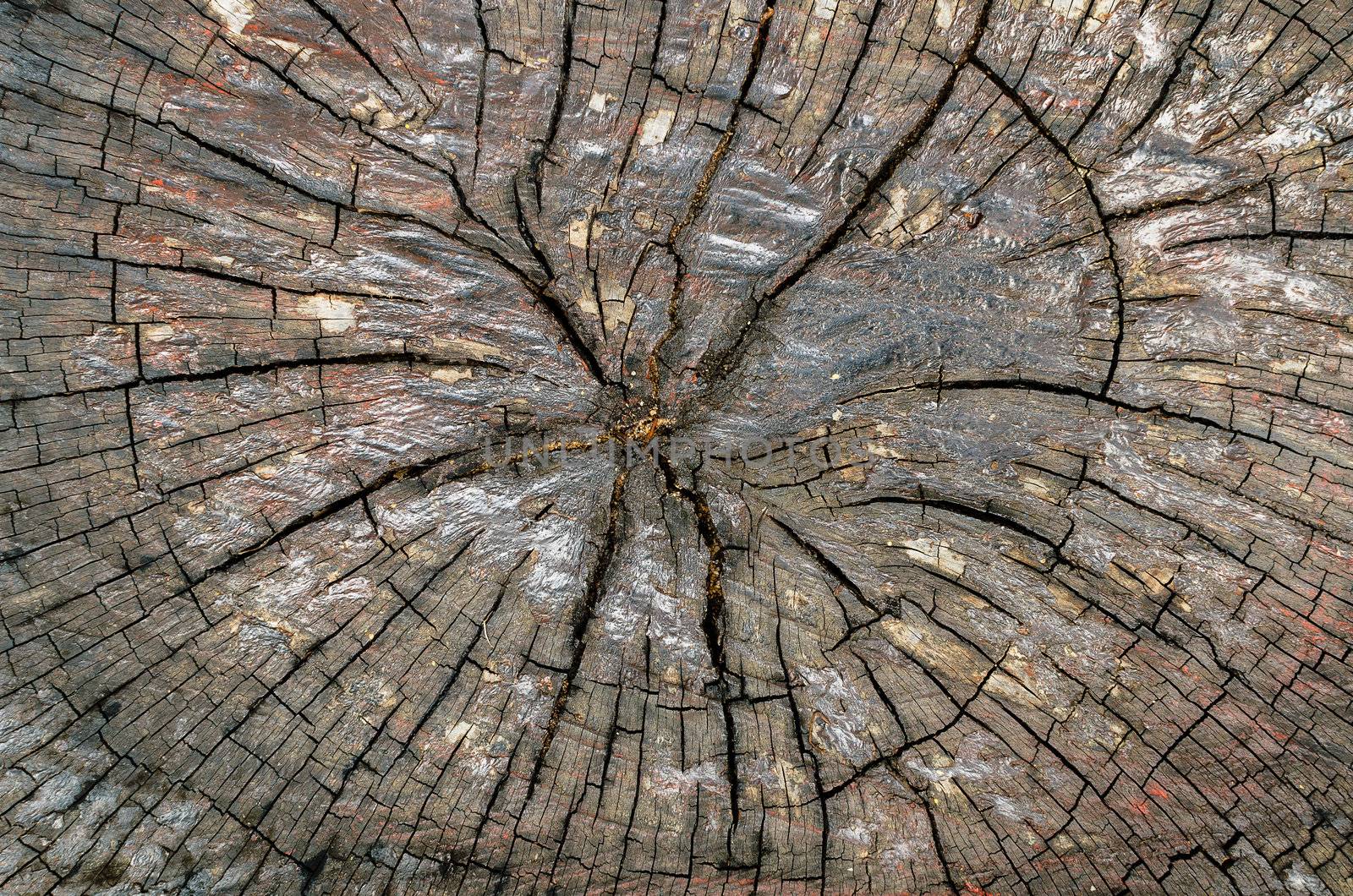 Closeup cross section of wood by Falara