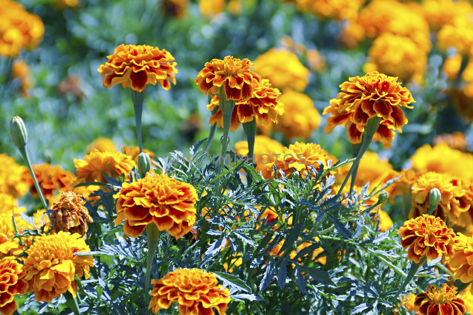 Tagetes flower on a bed in the background