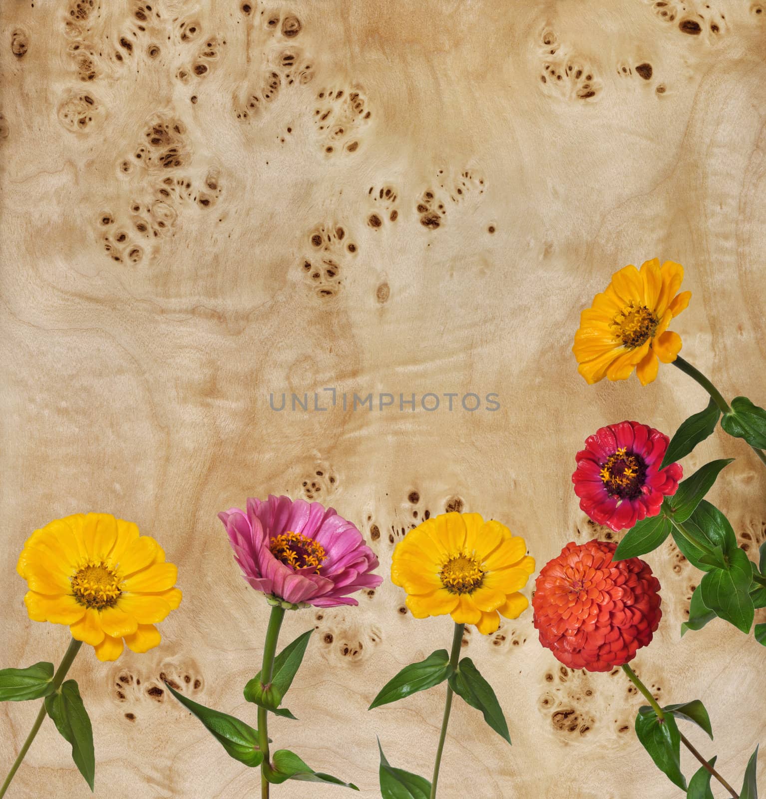 Flowers Zinnia with green leaves and veneer of tree, root of a poplar