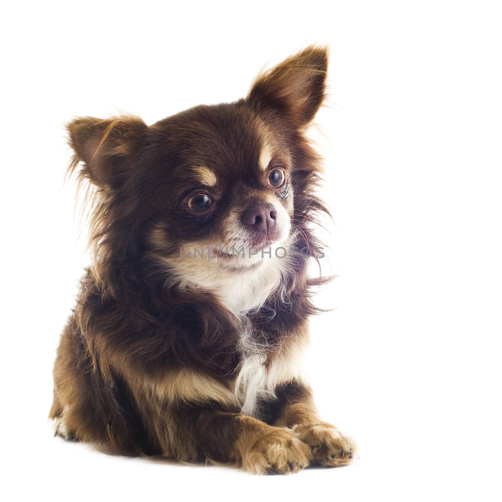 portrait of a cute purebred  chihuahua in front of white background