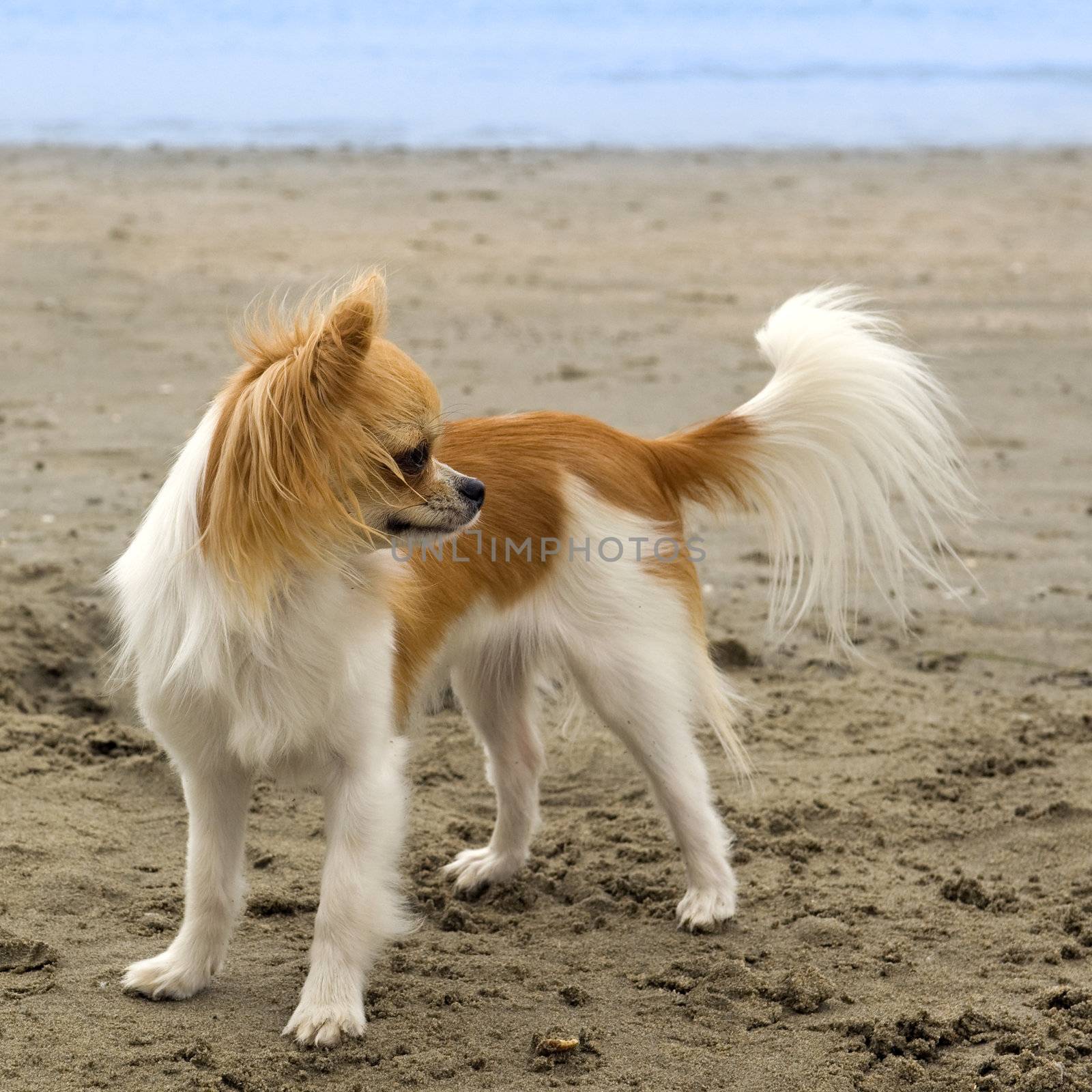 portrait of a cute purebred  chihuahua on the beach