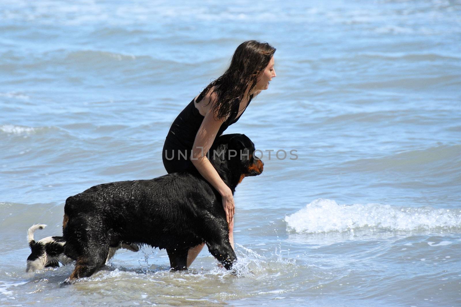 portrait of a purebred rottweiler and woman in the water