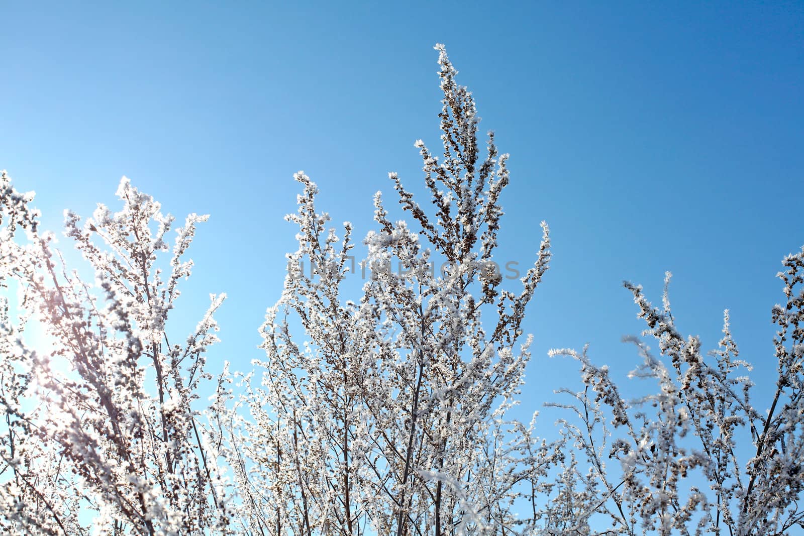 Snowy and Frozen Branch on the Blue Sky background