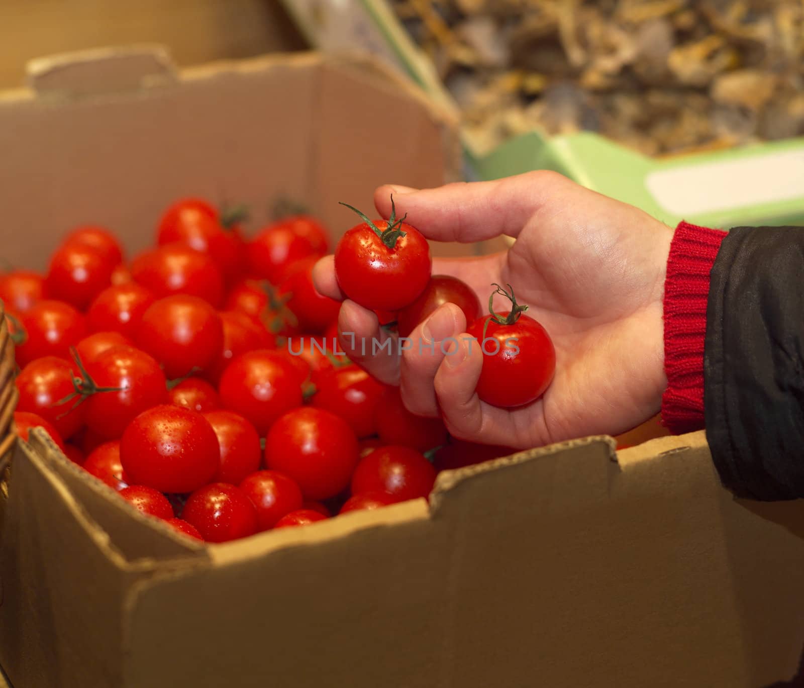 Hand holding a couple of tomatoes