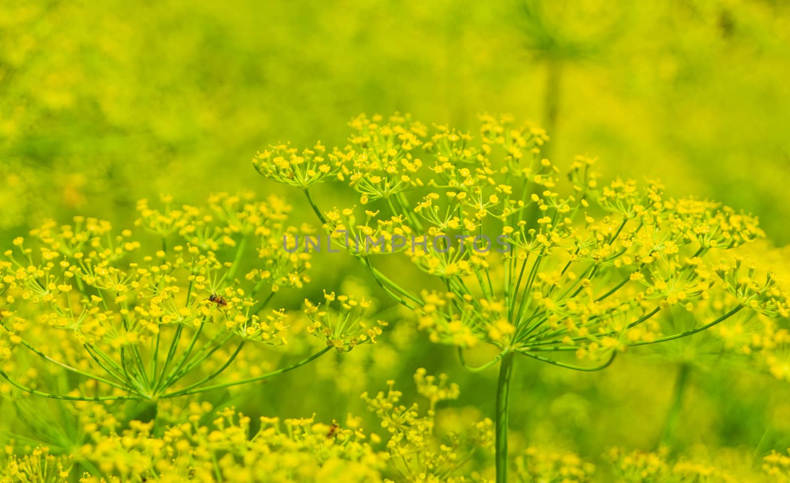 luxuriantly flowering dill in the garden