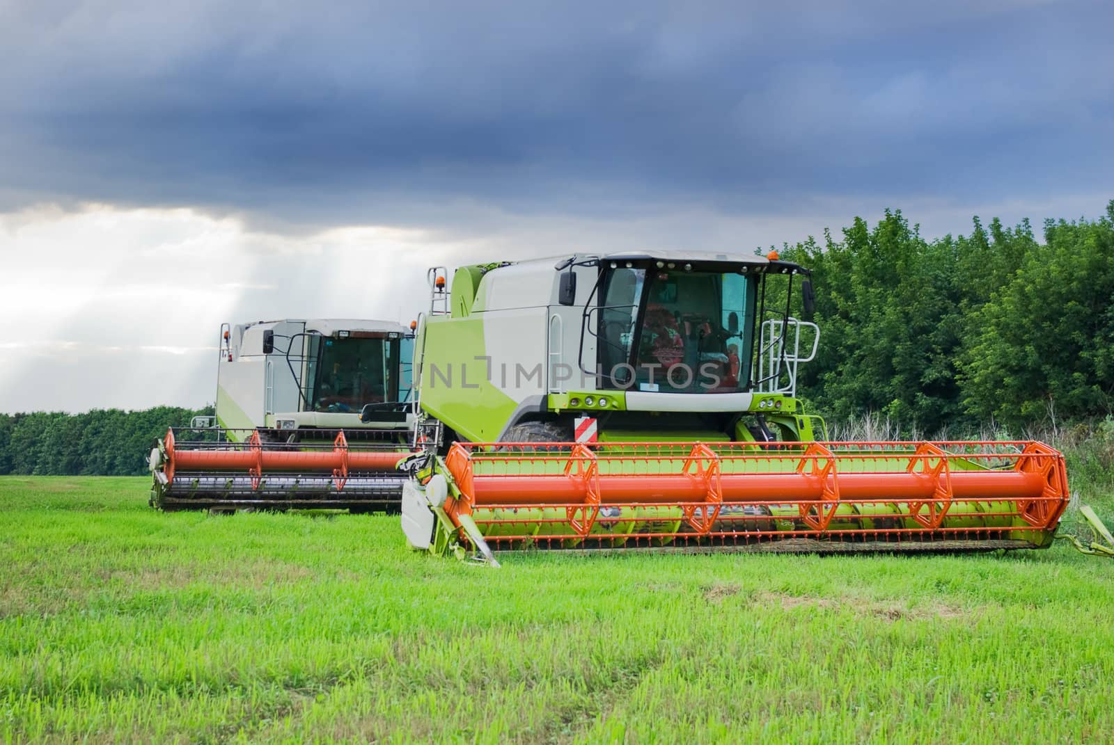 Big  combine working on the Wheat field