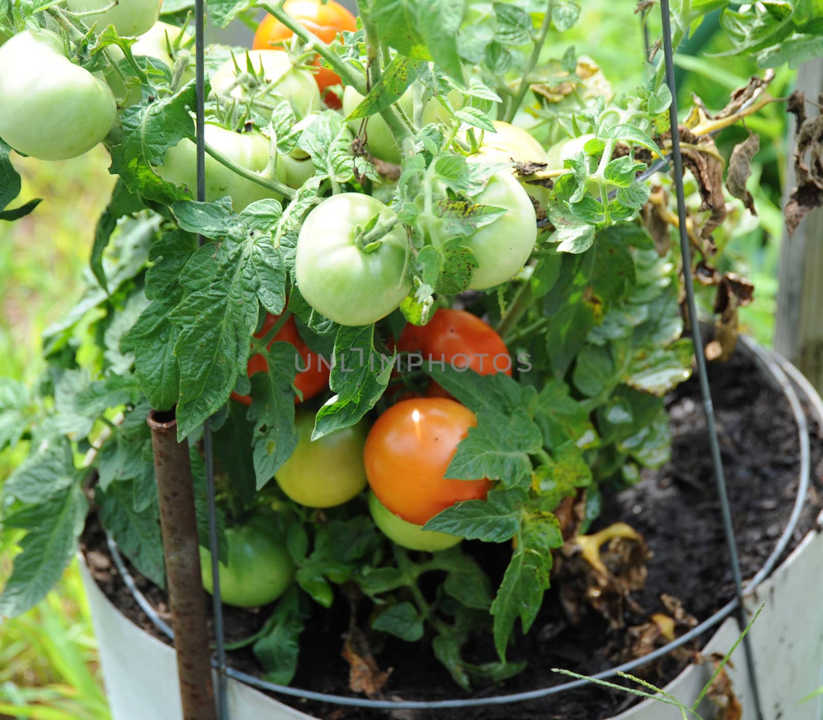 Tomato garden. by oscarcwilliams