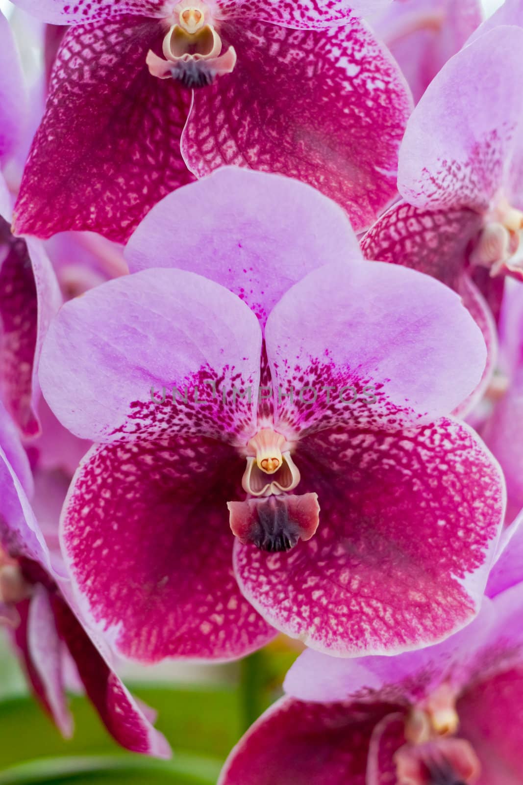 Beautiful orchid