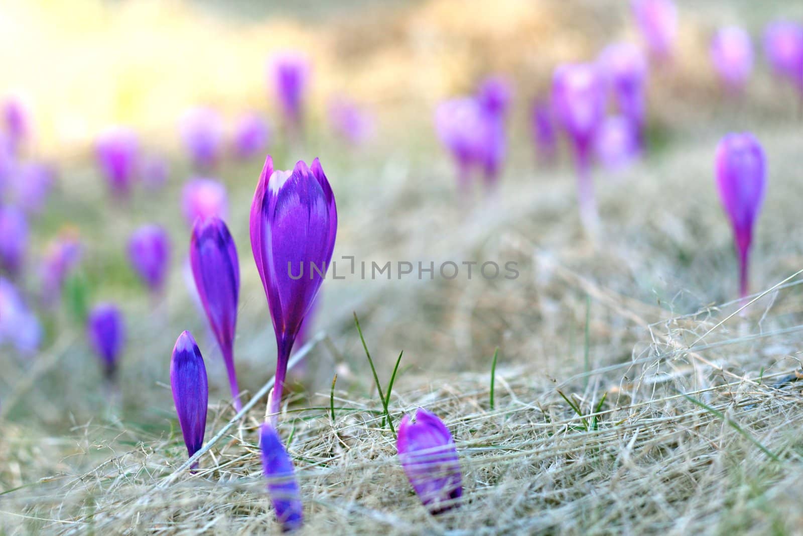field with violet wild mountain flowers - crocus sativus