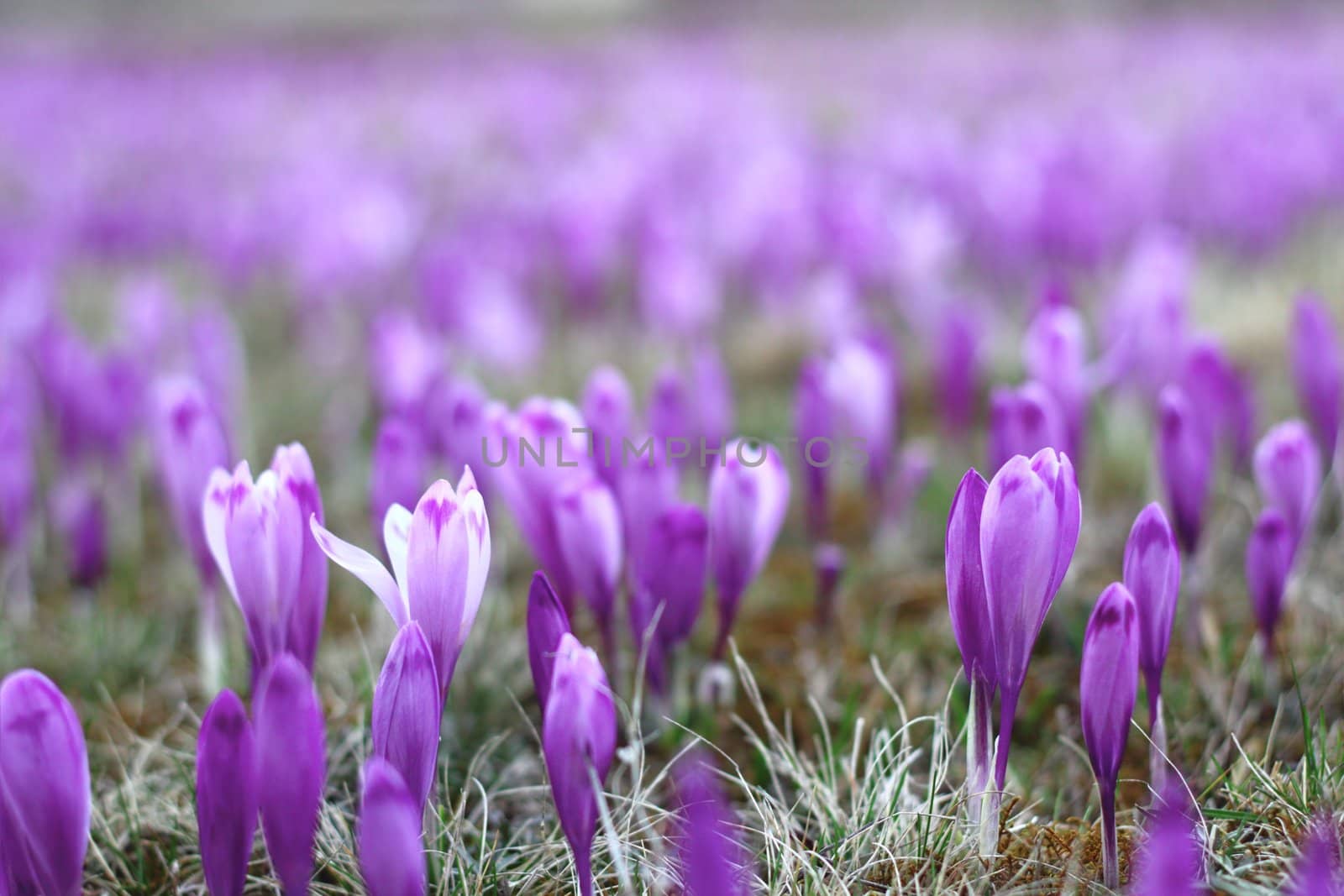 meadow invaded with spring wild purple flowers