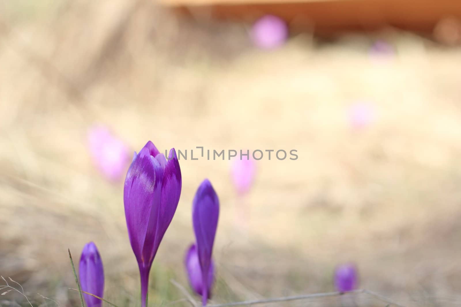 detail of wild purple flowers - crocus sativus - in early spring