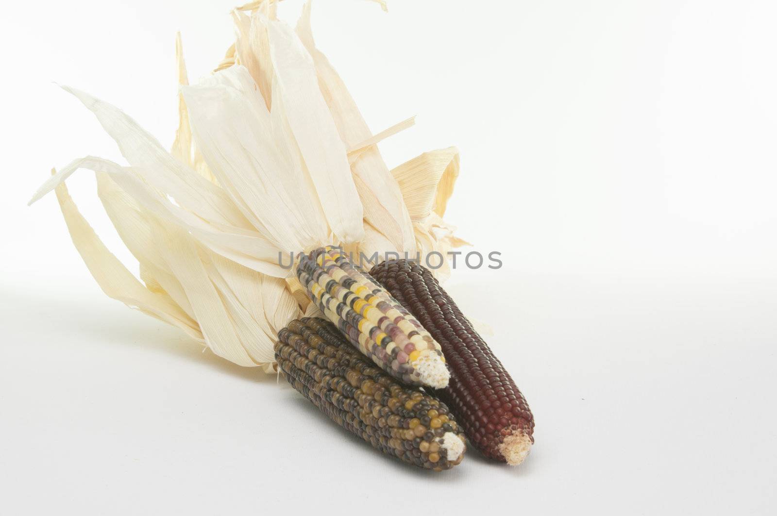 Studio shot of Indian Corn (maize) isoalted on white background with light shadow