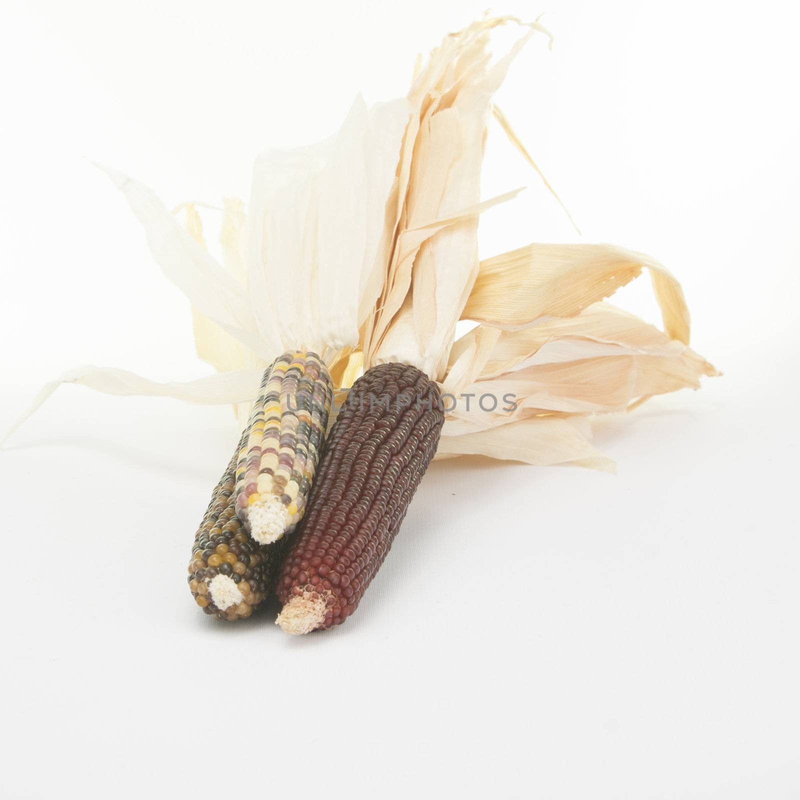 Studio shot of Indian Corn (maize) isoalted on white background with light shadow