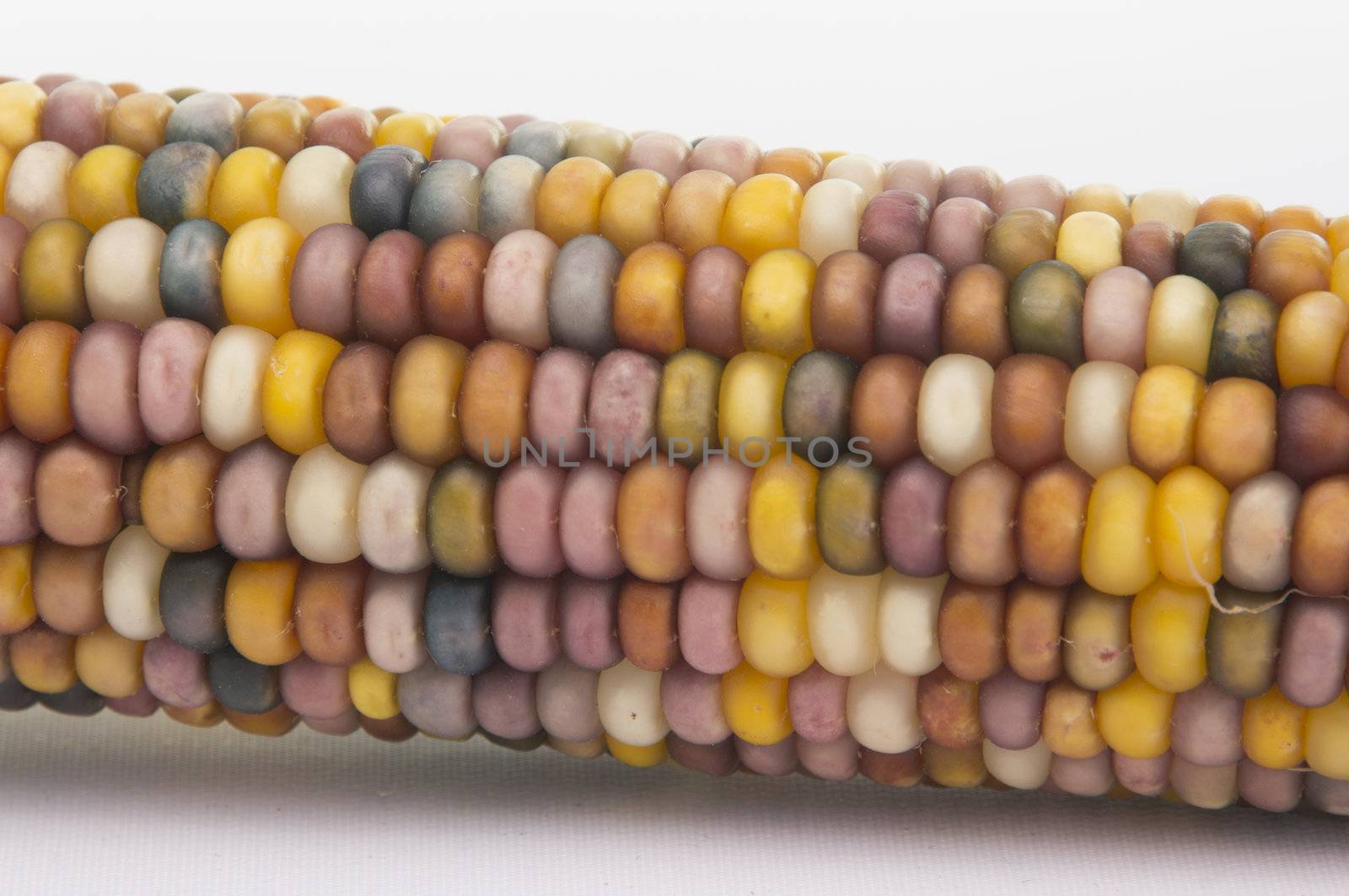 Studio shot of Indian Corn (maize) isoalted on white background with light shadow